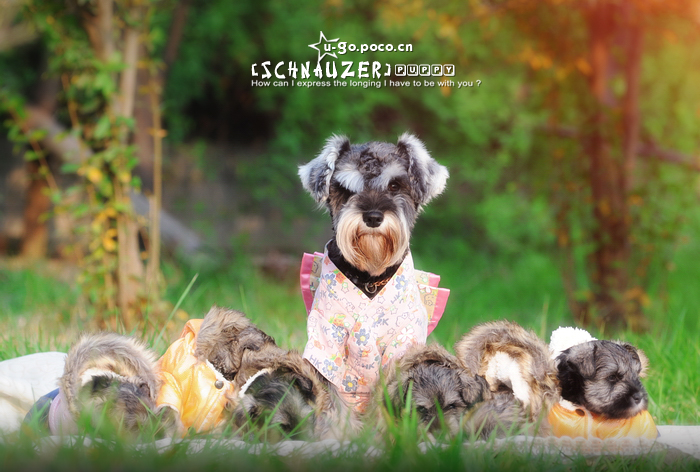 Schnauzer