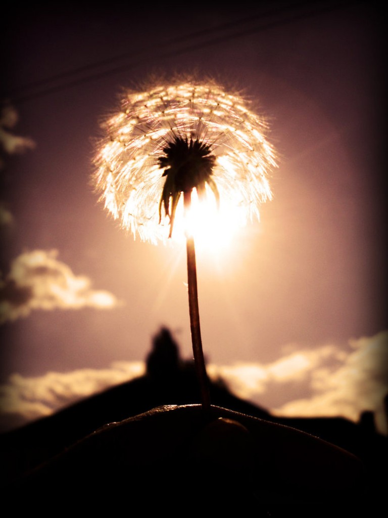 Make A Wish
